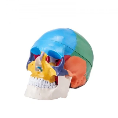 Afbeelding van VEVOR Menselijk schedelmodel, 3 delige menselijke schedelanatomie, levensgroot beschilderd anatomie anatomische pvc schedel, afneembaar leerschedelmodel, leergereedschap
