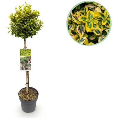 Afbeelding van Tuinplantenshop.com Euonymus fortunei Emerald n Gold Plant op stam Terras Bladhoudend Weinig Onderhoud Ø19cm 80 90cm hoog Tuinplant