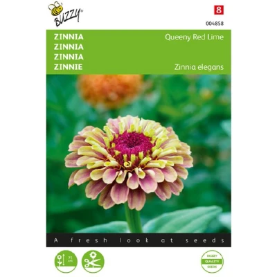 Afbeelding van Zinnia dahliabloemig Queeny Lime Red
