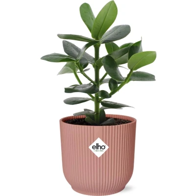 Afbeelding van Plantenboetiek.nl Clusia Princess in ELHO Vibes Fold roze Kamerplant Hoogte 25cm Potmaat 14cm