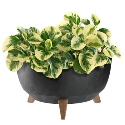 Afbeelding van KADAX Bloempot van kunststof met drie insteeksteunen, ronde bloemenschaal, plantenbak, bloembak, plantenbak voor balkon, woonkamer (zwart, diameter 39,5 cm)