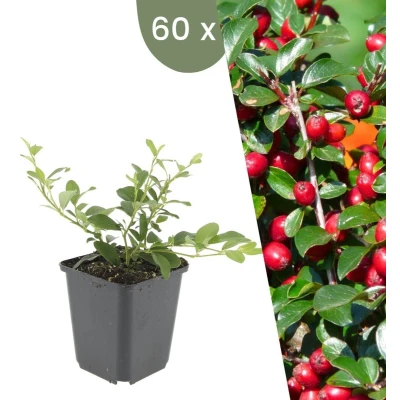 Afbeelding van Plants by Frank 60 Dwergmispel planten Cotoneaster dammeri Winterharde bodembedekker tuinplanten vaste meerjarig