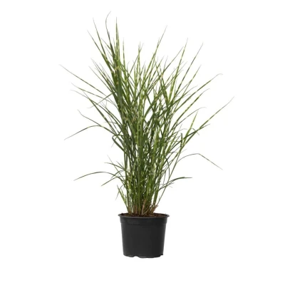 Afbeelding van Miscanthus Zebrinus Winterhard Siergras Pot 23cm Hoogte 20 30cm