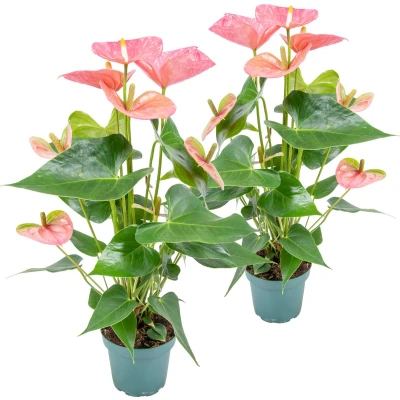 Afbeelding van 2x Anthurium &#039;Aristo&#039; Roze Flamingoplant Kamerplant Onderhoudsvriendelijk ⌀12 cm 30 40