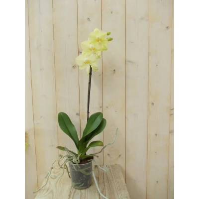 Afbeelding van Vlinderorchidee Tak geel 60 cm Warentuin Natuurlijk
