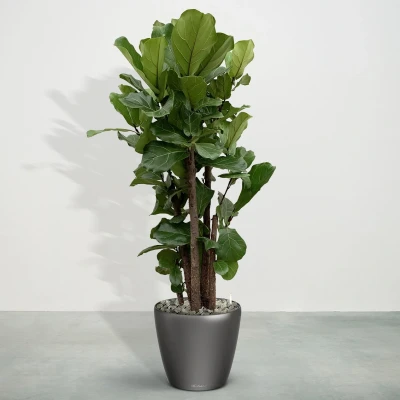 Afbeelding van Combideal Ficus Lyrata vertakt inclusief zelfwaterende pot Joy Antraciet L 200cm