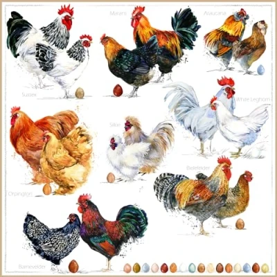 Afbeelding van 20 servetten, verschillende soorten kippen, dieren, boerderij, Pasen, tafeldecoratie, decoupage, servettechniek 33 x cm