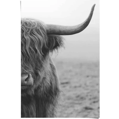 Afbeelding van Reinders! Poster Highlander stier