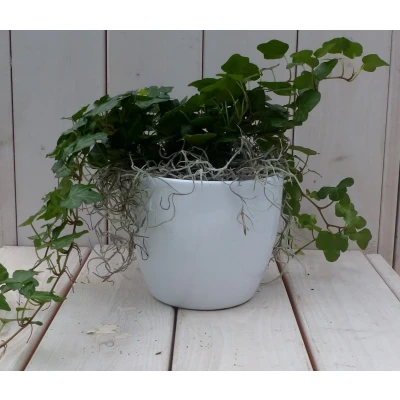 Afbeelding van Klimop Hedrea donkergroen witte pot 25 cm Warentuin Natuurlijk