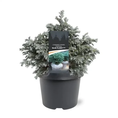 Afbeelding van Chamaecyparis pis. Blue Planet pbr 25 30 cm Conifeer Warentuin Natuurlijk