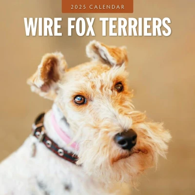 Afbeelding van Wire Fox Terriers Drahthaar Foxterrier 2025 16 Monatskalender