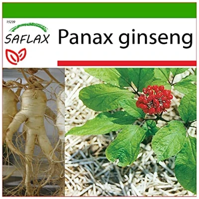 Afbeelding van SAFLAX Medicinale Planten Echte Koreaanse ginseng 10 Zaden Met potgrond voor een betere teelt Panax