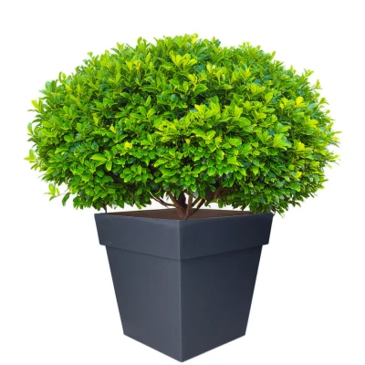 Afbeelding van EDA Bloempot Toscane vierkant zwart kunststof L32xH32 cm
