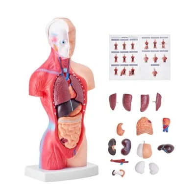 Afbeelding van VEVOR Menselijk lichaamsmodel, 15 stuks 28 cm, anatomie van het menselijke torso model, anatomisch skeletmodel met afneembare organen, pedagogisch model voor anatomische onderwijs