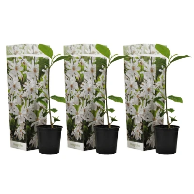 Afbeelding van Magnolia Stellata Set van 3 Witte bloemen Tuin Pot 9cm Hoogte 25 40cm