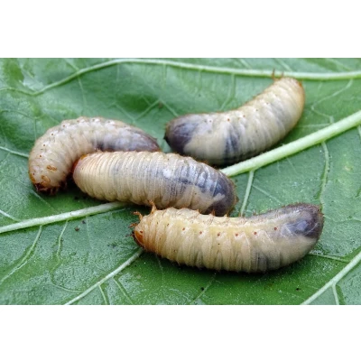 Afbeelding van Ferrarium aaltjes tegen emelten voor 20M2 gazon 10 miljoen nematoden Steinernema carpocapsae