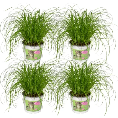 Afbeelding van Plantenboetiek.nl Cyperus Alternifolius Kattengras 4 stuks Kamerplant Hoogte 20cm Potmaat 12cm