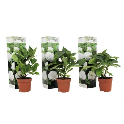 Afbeelding van Hydrangea macrophylla Wit Set van 3 Hortensia Pot 9cm Hoogte 25 40cm