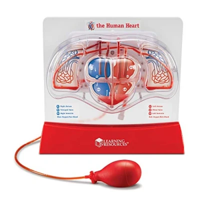 Afbeelding van Learning Resources Pompen De Menselijke Hart Model