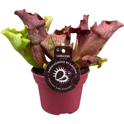 Afbeelding van Plantenboetiek.nl Sarracenia Kamerplant Hoogte 20cm Potmaat 12cm