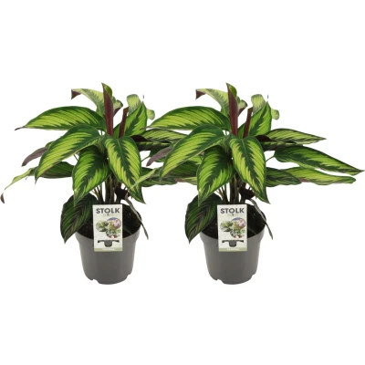 Afbeelding van Plantenboetiek.nl Calathea Majestica Princeps 2 stuks Ø14cm 45cm hoog Kamerplant Groenblijvend Multideal