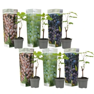 Afbeelding van Plant in a Box Mix van 6 Druivenplanten Vitis Vinifera Druif Pot 9cm Hoogte 25 40cm