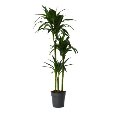 Afbeelding van Dracaena fragrans Janet Craig XXL Pot 24cm Hoogte 140 150cm