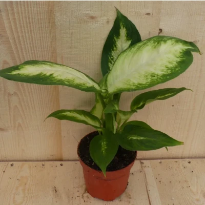 Afbeelding van Dieffenbachia Klein Warentuin Natuurlijk