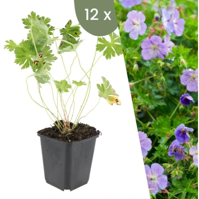 Afbeelding van Plants by Frank 12 Ooievaarsbek Planten Geranium &#039;Rozanne&#039; Tuinplanten