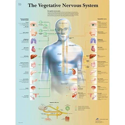 Afbeelding van 3B Scientific VR1610UU Menselijke Anatomie De Vegetatieve Zenuwstelselgrafiek, Document Versie