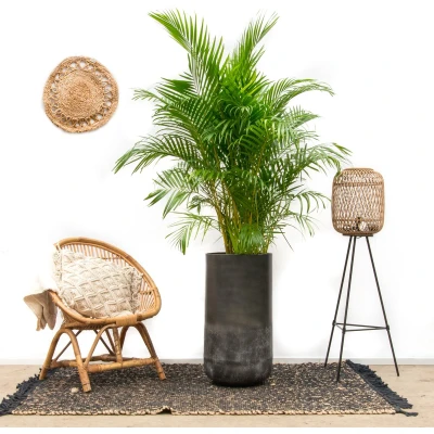 Afbeelding van Combi deal Dypsis Lutescens (Areca palm) inclusief vaas Elisa Mystic 190cm