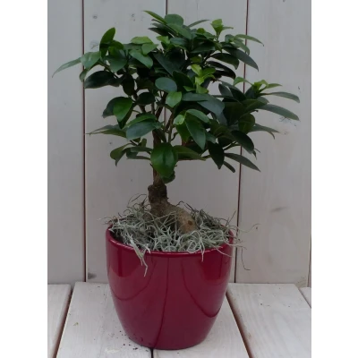 Afbeelding van Bonsai Ficus microcarpa rode pot 30 cm Warentuin Natuurlijk