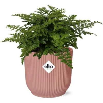 Afbeelding van Plantenboetiek.nl Asplenium Parvati in ELHO Vibes Fold roze Kamerplant Hoogte 25cm Potmaat 14cm