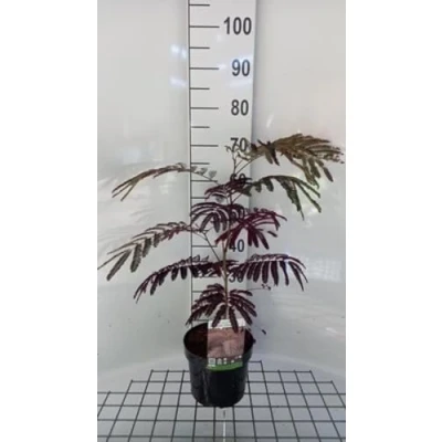 Afbeelding van 2 x Albizia jul. &#039;Summer Chocolate&#039;® Slaapboom, Zijdeboom, Perzische Slaapboom 40 50 cm in pot