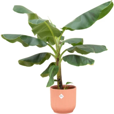 Afbeelding van Plantenboetiek.nl Bananenplant (Musa) inclusief elho Vibes Fold Round roze Ø22cm 100cm hoog Kamerplant Arrangement Plant met pot