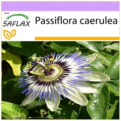 Afbeelding van SAFLAX Blauwe Passiebloem 25 Zaden Passiflora caerulea