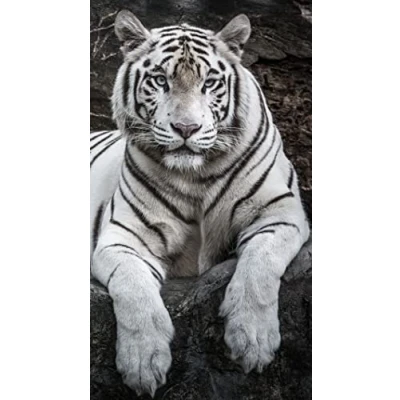 Afbeelding van Miracle Home. Microfiber Beach Towel Tigre, 100% Polyester, 75 X 145 Cm. 15084