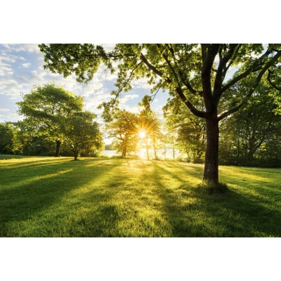 Afbeelding van Komar Fotobehang Gouden moment 368x254 cm (breedte x hoogte), inclusief pasta (set)