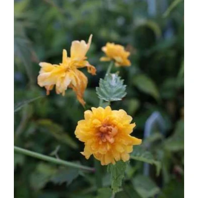 Afbeelding van 2 x Kerria jap. &#039;Pleniflora&#039; Ranonkelstruik In pot 1.5 liter