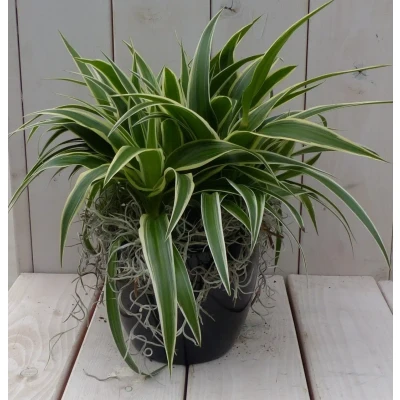 Afbeelding van Chlorophytum in zwart/antraciete pot 25 cm Warentuin Natuurlijk