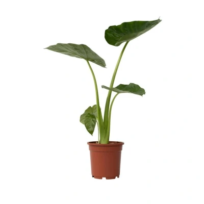 Afbeelding van Alocasia Macrorrhiza &quot;Olifantsoor&quot; Pot 17cm Hoogte 60 70cm