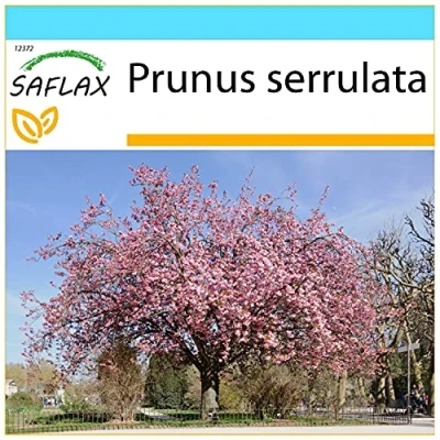 Afbeelding van SAFLAX Cadeauset Japanse Kersenbloesems 30 Zaden Met geschenkdoos, kaart, etiket en potgrond Prunus serrulata