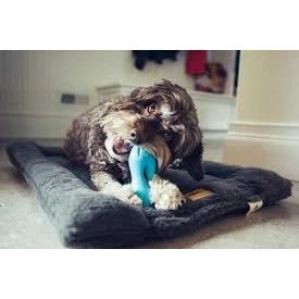 Afbeelding van West Paw Design Hondenspeelgoed Zogoflex Qwizl Aqua