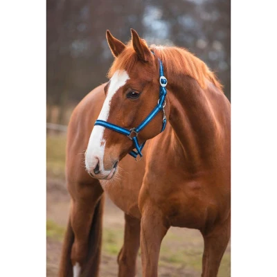 Afbeelding van Covalliero Nylonhalster Hippo Marine/L.blauw Shetland