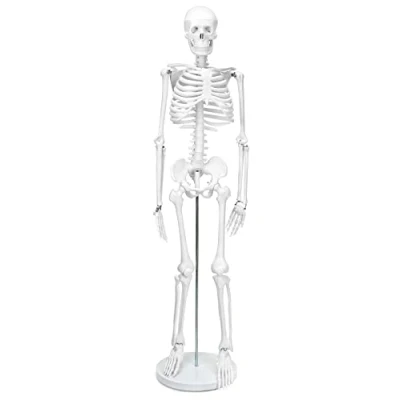 Afbeelding van QWORK® skeletmodel, 85 cm, menselijk skelet anatomisch model, flexibel, voor medisch onderwijs weergavetool