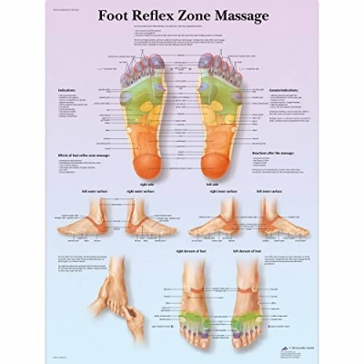 Afbeelding van 3B Scientific Menselijke Anatomie Voetreflex Zone Massagegrafiek, Papieren Versie