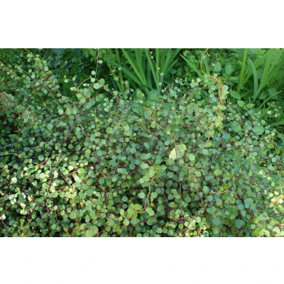 Afbeelding van Muehlenbeckia complexa