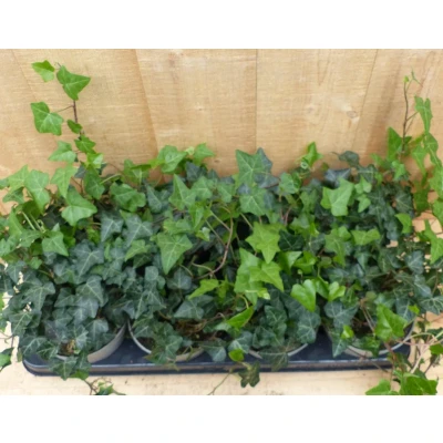 Afbeelding van Hedera Klimop 8 potjes in tray kleur groen Warentuin Natuurlijk