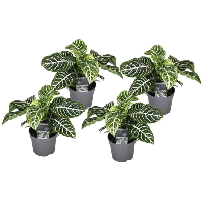 Afbeelding van Aphelandra Set van 4 Zebraplant Pot 13cm Hoogte 25 45cm