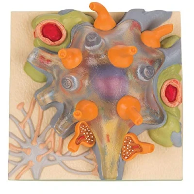 Afbeelding van 3B Scientific Menselijke anatomie De zenuwcel